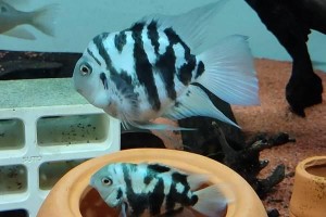冬季养鹦鹉鱼是否需要加热棒？（探讨冬季养鹦鹉鱼的温度需求及合适的养殖条件）