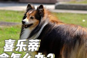 喜乐蒂没胃口？这些方法帮助你增进她的胃口！（让你的宝贝开心吃饭，享受美味的时刻）