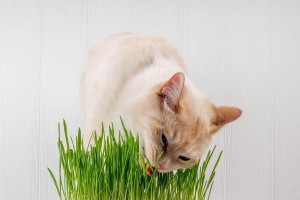 选择适合猫咪的草品种——满足它们的口腹之欲（了解不同草品种的特点，给猫咪提供最佳的食草选择）