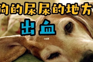 小狗为什么会流血？（探寻小狗流血的原因及处理方法）