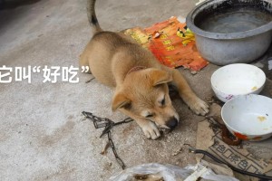 为什么新买回来的狗会很臭？（了解狗狗身上异味的成因和解决方法）