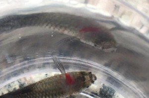 孔雀鱼为何不吃东西？（解密孔雀鱼的饮食奥秘）