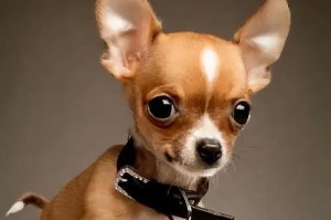 以吉娃娃可以和什么宠物一起养？（探索吉娃娃适合的伴侣动物及其相处之道）
