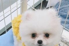 博美犬的身高范围及特点（了解博美犬的体型与生长特征）