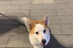 狗狗断尾的原因与目的（为何泰迪和柯基会断尾？是为了狗狗的健康还是纯粹为了外观？）