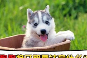 狗狗换牙流血怎么办？（了解狗狗换牙流血的原因和应对方法）