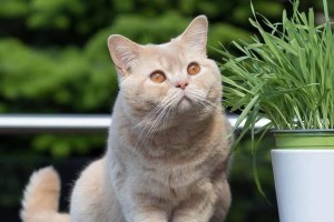 《30种知名猫咪盘点》（探索猫咪世界的多样性）
