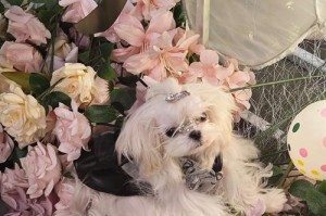狗狗配种的重要性与注意事项（了解狗狗配种的必要性，保障犬种的传承与健康）