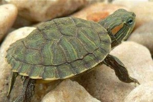 软壳龟的饲养方法（宠物家庭里的好伙伴）