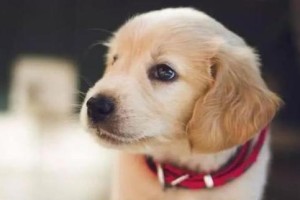 如何照顾刚到家的幼犬（幼犬饮食、运动和日常护理）