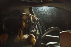 拳师犬（与拳师犬共同探索真正的香）