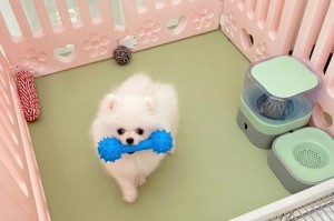英式博美与美式博美（探寻两大博美品种的异同之处，解开英式和美式博美之谜）