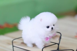 博美犬价格分析（博美犬价格的关键因素与市场波动分析）
