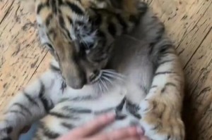 小猫肚子鼓鼓的原因（揭开小猫肚子鼓鼓的谜团）