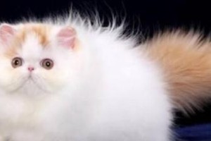 波斯猫沐浴指南（如何选择适合波斯猫的沐浴露）