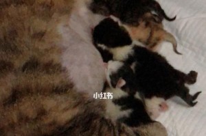 狗狗产检（了解狗狗产检流程，宠爱从健康开始）