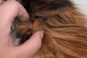 为什么要给猫剪毛？（探究给猫剪毛的必要性和好处）
