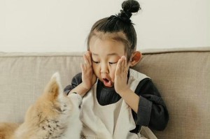 如何饲养健康的秋田犬（秋田犬饲养技巧，让你的爱犬更健康）