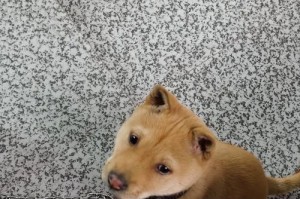 了解狗疫苗4联治的重要性（预防常见狗病，保护宠物健康）