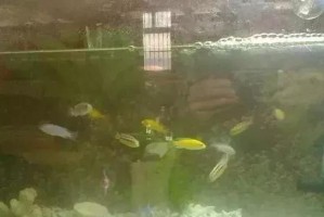 鱼缸水为何容易发浑？（探究鱼缸水发浑的原因及解决方法）