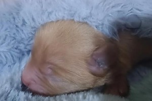 狗狗生之前的症状（了解你的毛孩子——狗狗生产前的身体变化）