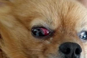 狗狗眼睛病初期症状（揭秘狗狗眼睛疾病初期的常见症状与处理方法）
