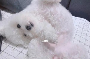 家里狗狗总是掉很多毛怎么办？（解决宠物掉毛问题的有效方法）