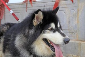 阿拉斯加雪橇犬掉毛时间详解（了解宠物掉毛规律，让爱犬焕发健康光彩）