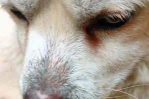 最忠诚的犬种-牧羊犬（牧羊犬的忠诚与守护）