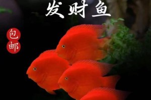 鹦鹉鱼饲养指南（营养、水质、设备、常见病、饲料等详解）