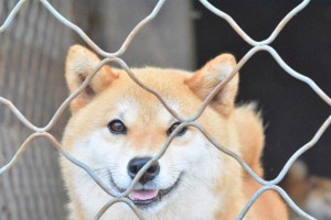 柴犬色贵之谜（揭秘柴犬颜色背后的价值）