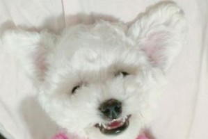 如何让你的比熊犬拥有洁净的嘴巴（用对方法，让嘴毛发黄的比熊犬变得更健康）