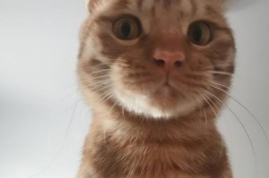 小猫蹲着的含义解析（从行为到情绪，解读小猫蹲着的真正意义）