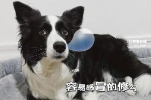 如何预防宠物牛头梗中暑（细节决定成败，宠物主人必看！）