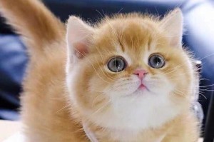 幼犬猫的成长与训练（培养幼犬猫健康快乐成长的关键）