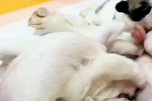 狗狗的奶水何时产生？（探索怀孕狗狗乳房的变化与奶水产生的时间）