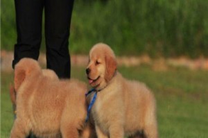 训练卷毛寻回犬的技巧（从零开始，教你打造专业的犬只训练计划）