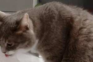 揭秘猫咪为何会吞食塑料（探究猫咪吞食塑料的原因及对健康的影响）