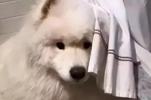 萨摩耶一个月的开销是多少？（了解养一只萨摩耶所需的经济投入）