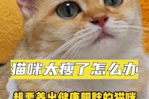 猫咪的饮食之谜（揭开猫咪饮食奥秘，探寻绝对饱腹的关键）