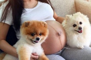 博美犬怀孕应该怎么办？（从繁殖到产后护理全方位指南）