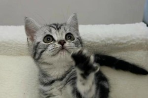 养猫成本计算（了解养猫的基本花销，让你计划更加合理）