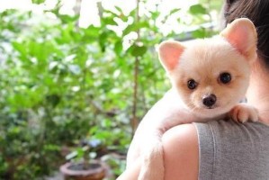 狗狗需要抱抱吗？（探索狗狗抱抱的意义与影响）