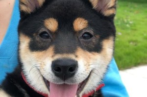 如何选择适合自己的柴犬（了解柴犬的花销，为你的宠物做好准备）