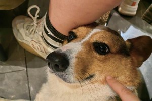 幼犬的饮食需求（为您的小狗提供适宜的饮食）