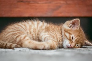 猫咪的理想生活温度（了解猫咪对温度的感受与需求）
