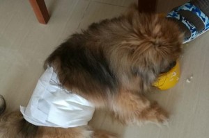 为什么狗狗会突然尿失禁？（探讨狗狗突然尿失禁的原因和解决方法）