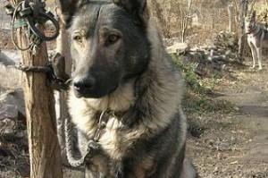 狼青犬的饲养方法（了解狼青犬，科学养殖）