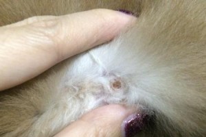 狗得疥螨的原因及预防方法（探究狗得疥螨的原因，为你的宠物提供有效的预防方法）
