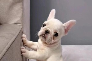 选择赏玩犬的关键因素——适合养殖的狗种（挑选赏玩犬的考虑因素及推荐品种）